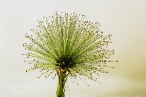 greenwashing